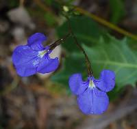 Lobelia tenuior image