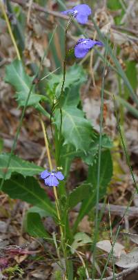 Lobelia tenuior image