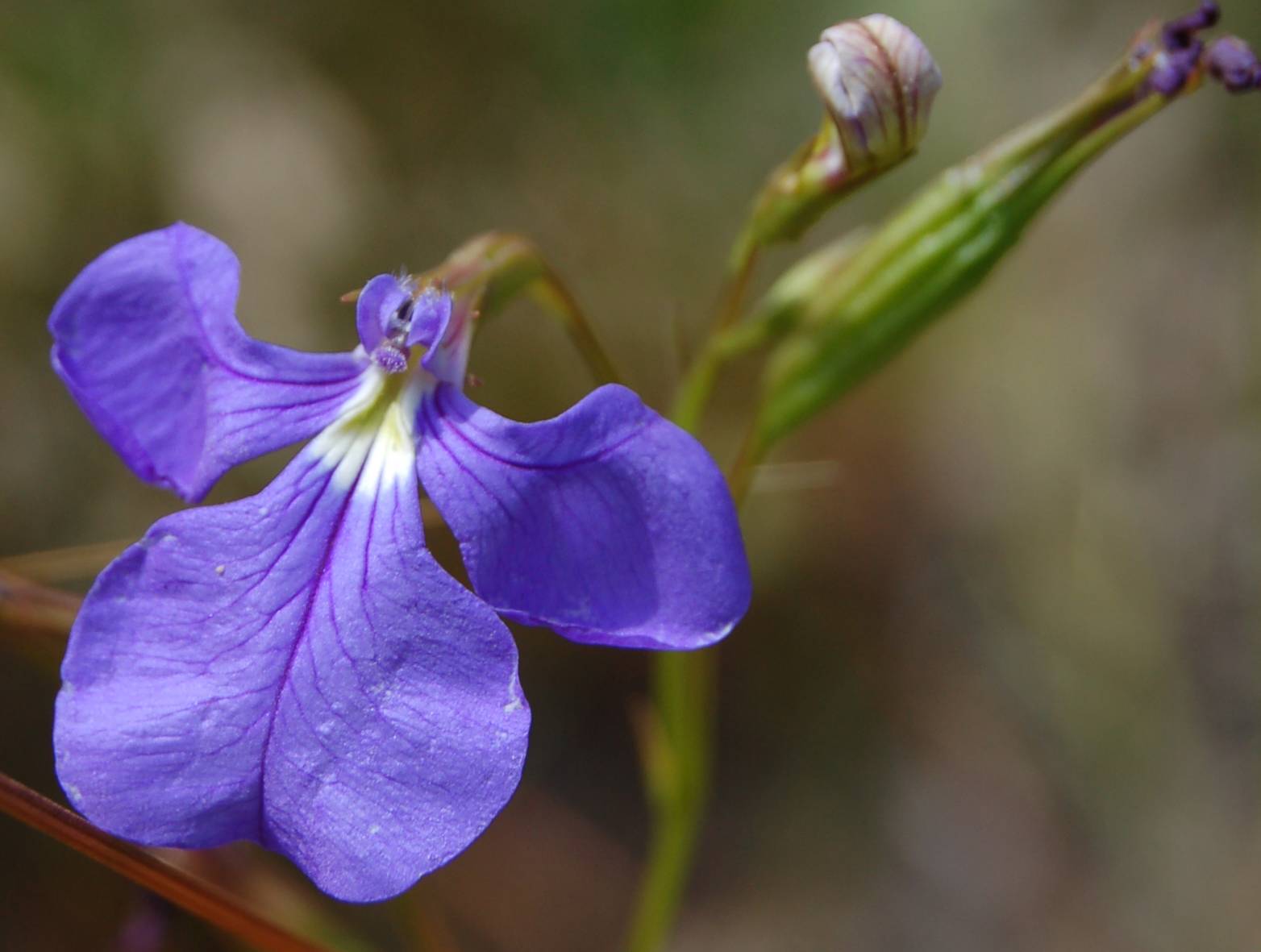 Lobelia tenuior image