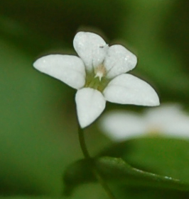 Wimmerella pygmaea image