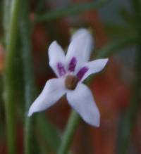 Cyphia digitata subsp. gracilis image