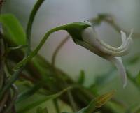 Cyphia dentariifolia image