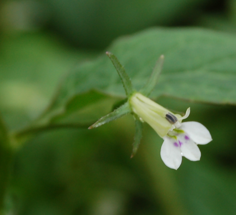 Lobelia molleri image