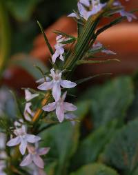 Lobelia spicata var. leptostachys image