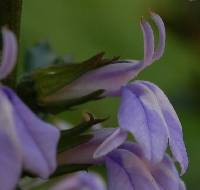 Lobelia puberula image