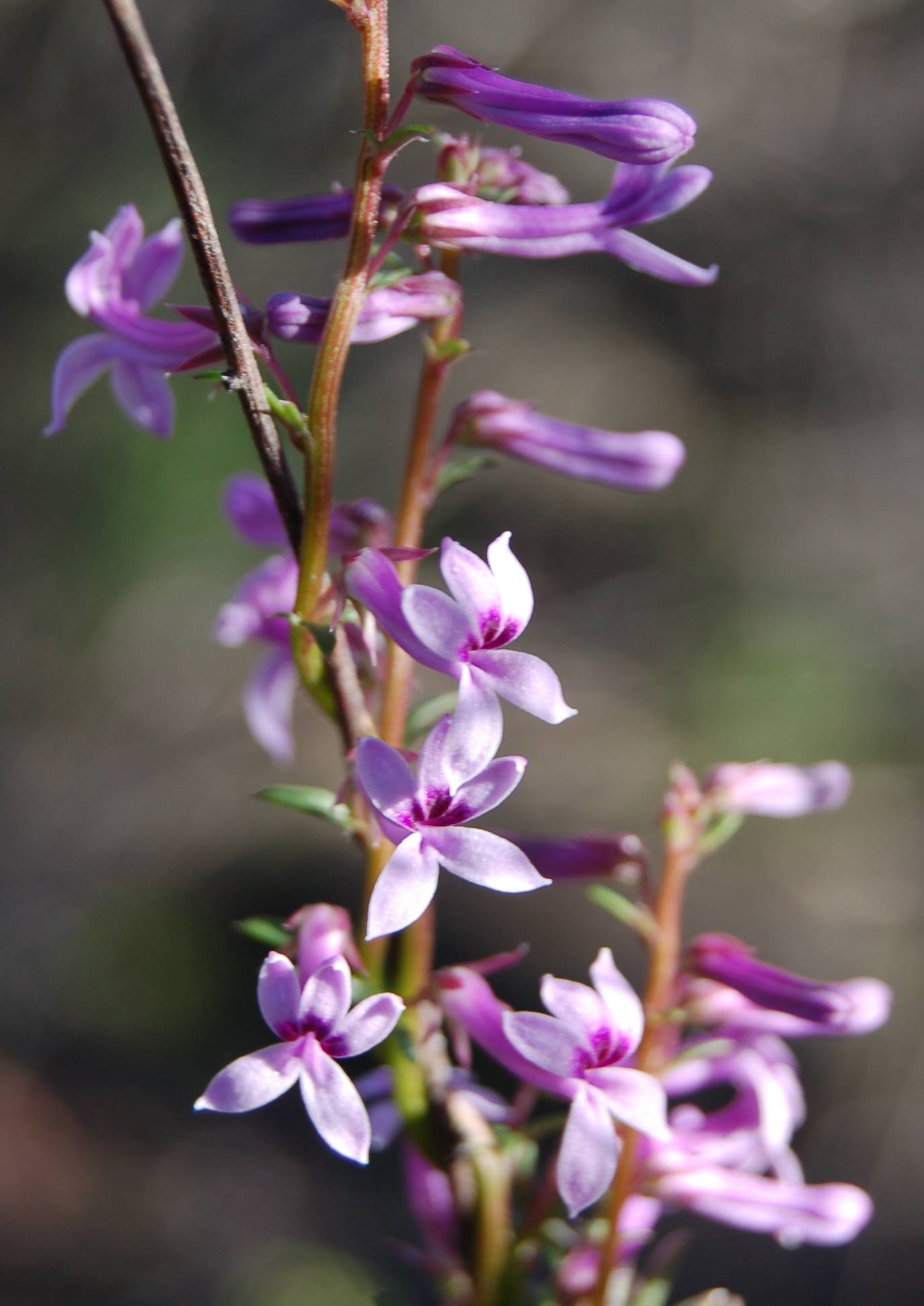 Cyphia ranunculifolia image