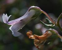 Cyphia dentariifolia var. luttigii image
