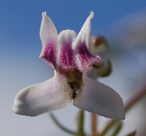 Cyphia dentariifolia var. luttigii image