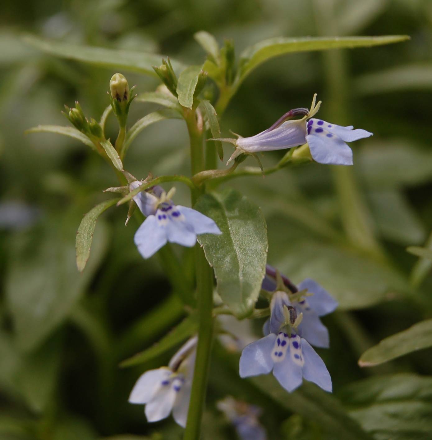 Lobelia fervens image