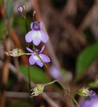 Lobelia feayana image