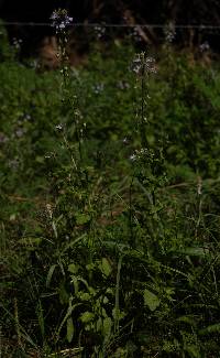 Lobelia homophylla image