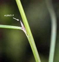 Juncus anthelatus image