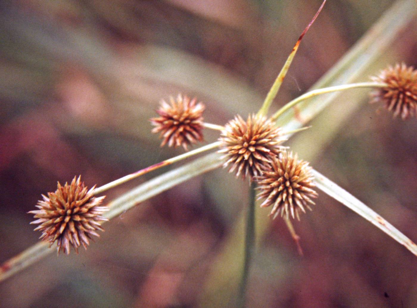 Cyperus echinatus image