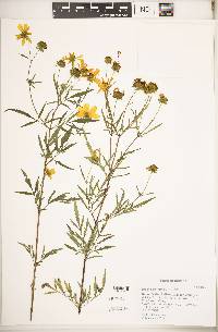 Bidens polylepis image