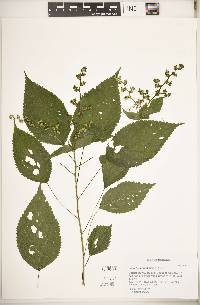 Laportea canadensis image