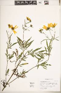 Bidens polylepis image