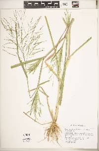 Panicum dichotomiflorum subsp. dichotomiflorum image