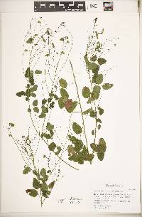 Desmodium marilandicum image