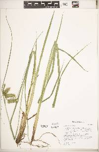 Carex comosa image