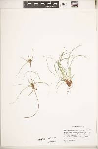 Carex umbellata image