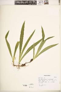Iris cristata image
