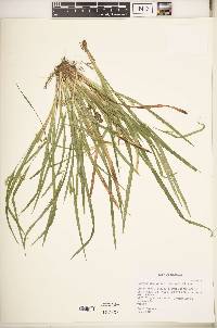 Carex cumberlandensis image