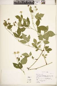 Rubus meracus image