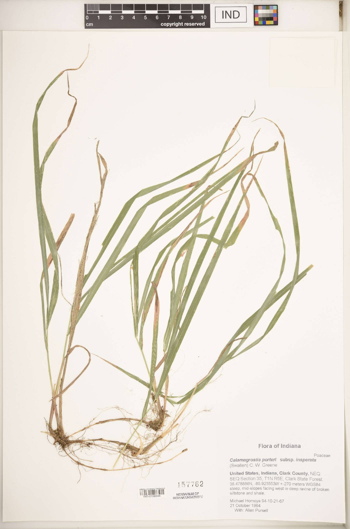 Calamagrostis porteri subsp. insperata image