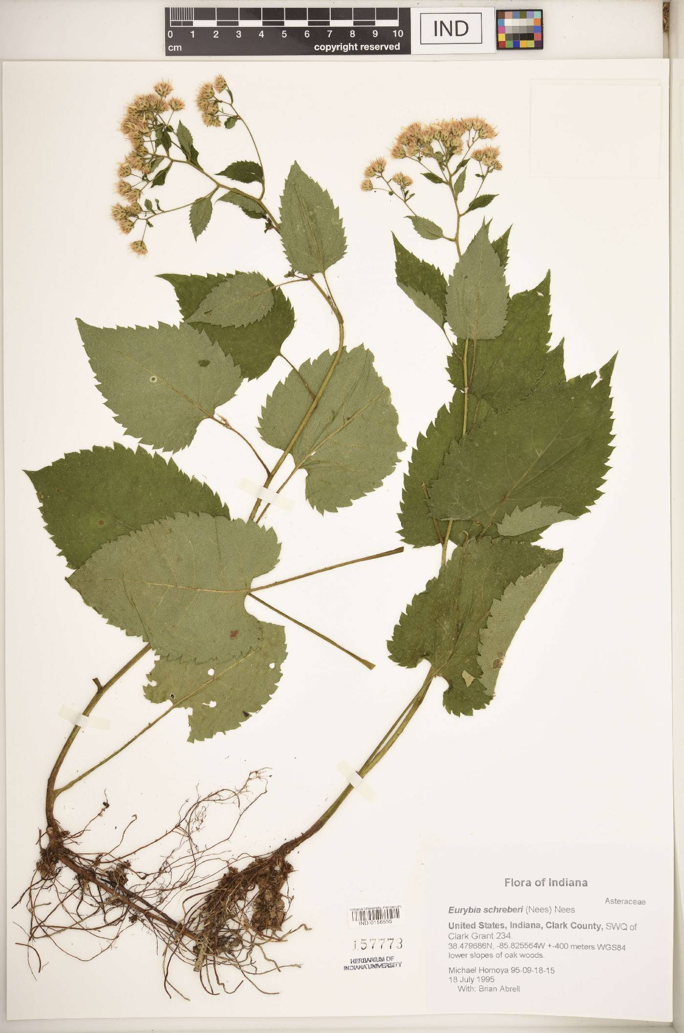 Eurybia schreberi image