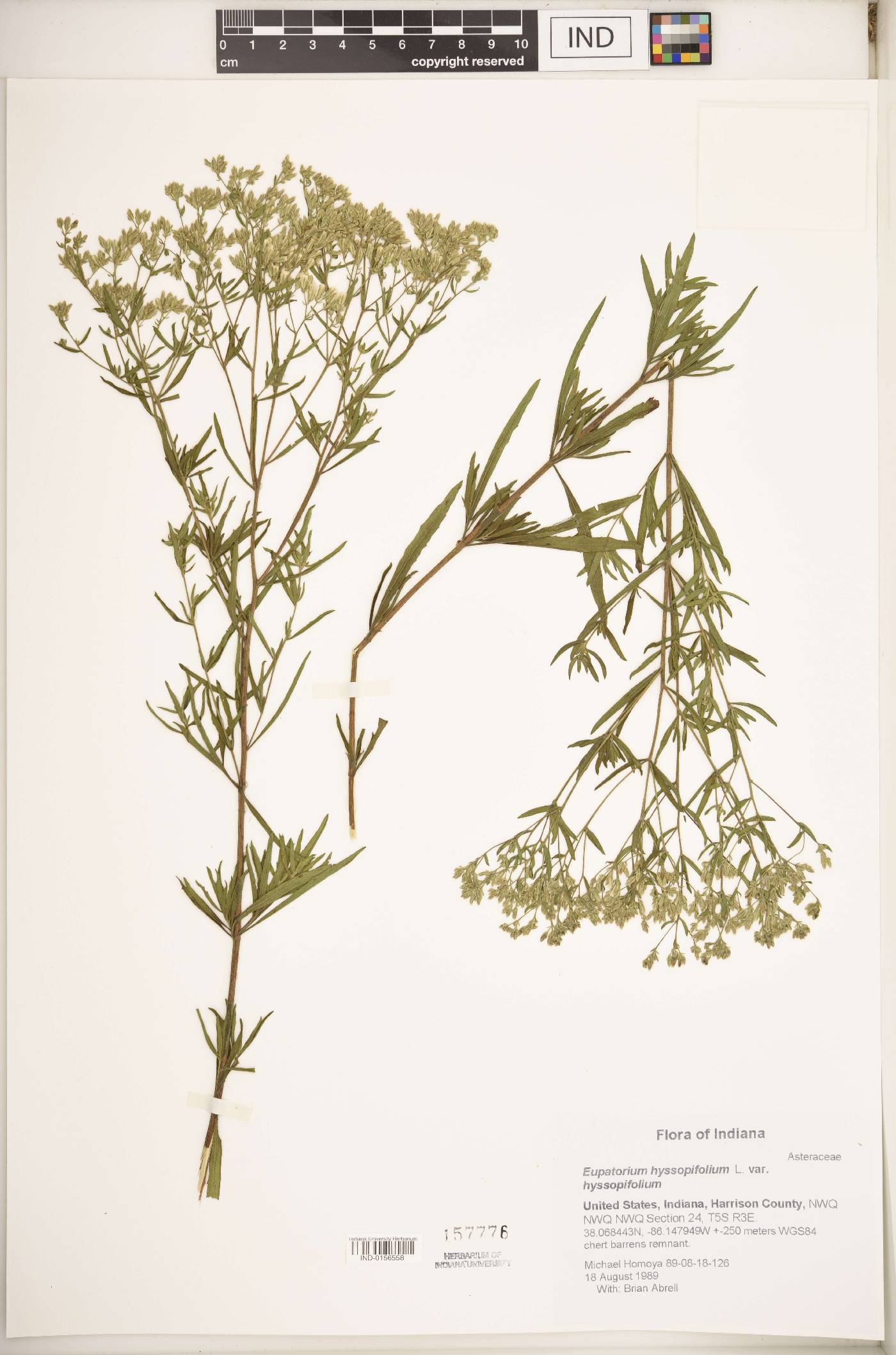 Eupatorium hyssopifolium var. hyssopifolium image