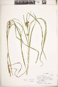 Carex aureolensis image