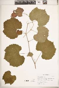 Vitis rupestris image