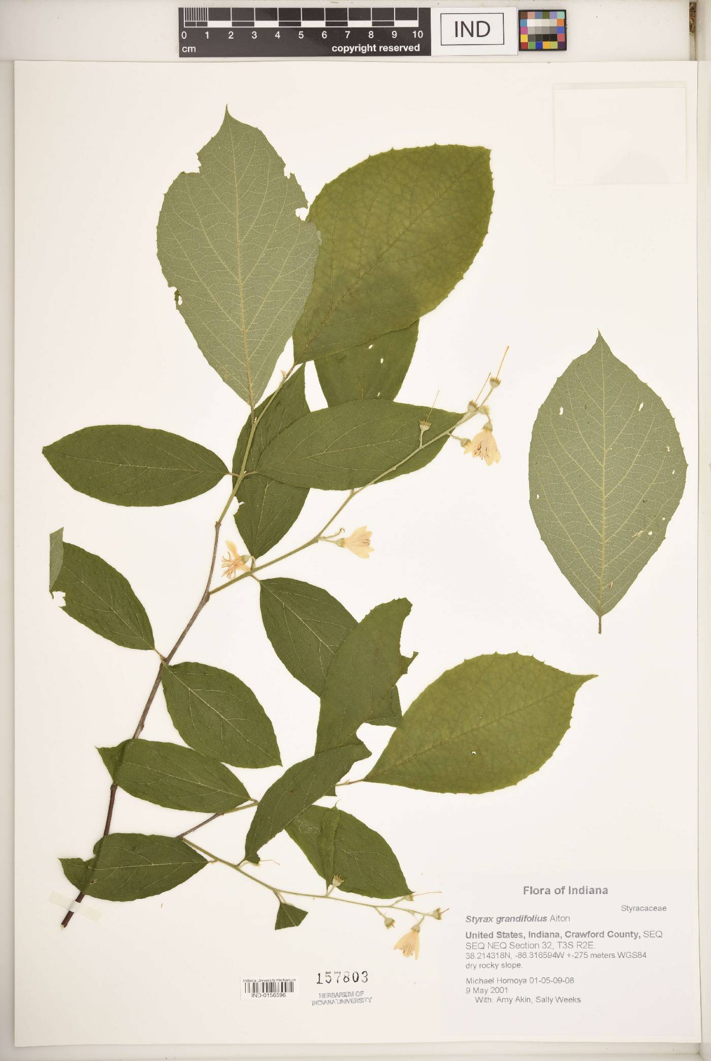 Styrax grandifolius image