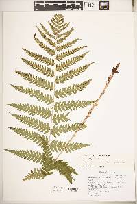 Dryopteris celsa image