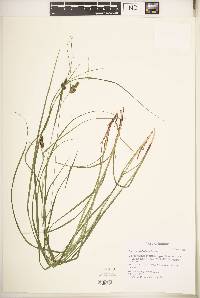 Carex caroliniana image