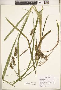 Carex gigantea image