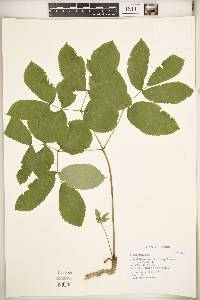 Aralia nudicaulis image