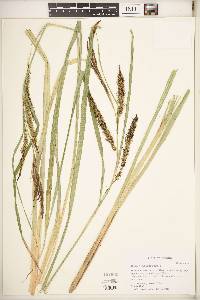 Carex hyalinolepis image