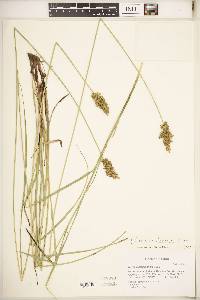 Carex oklahomensis image