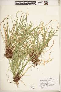 Carex pedunculata image