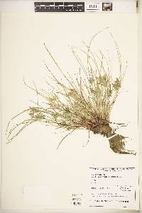 Cyperus bipartitus image