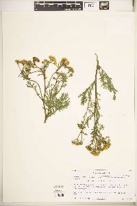 Tanacetum vulgare image