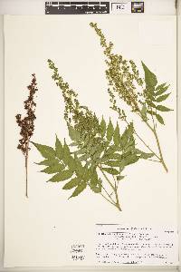 Sorbaria sorbifolia image