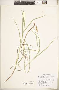 Carex tribuloides var. sangamonensis image