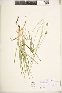 Carex mesochorea image