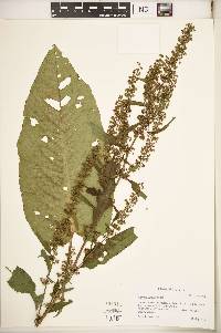 Rumex obtusifolius image