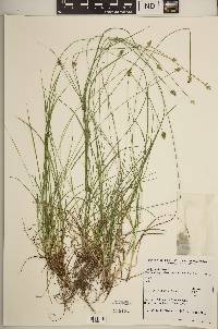 Carex leavenworthii image