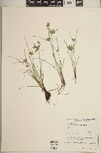 Cyperus compressus image