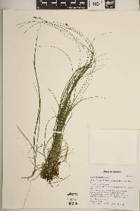 Carex trisperma image