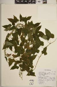 Dioscorea polystachya image